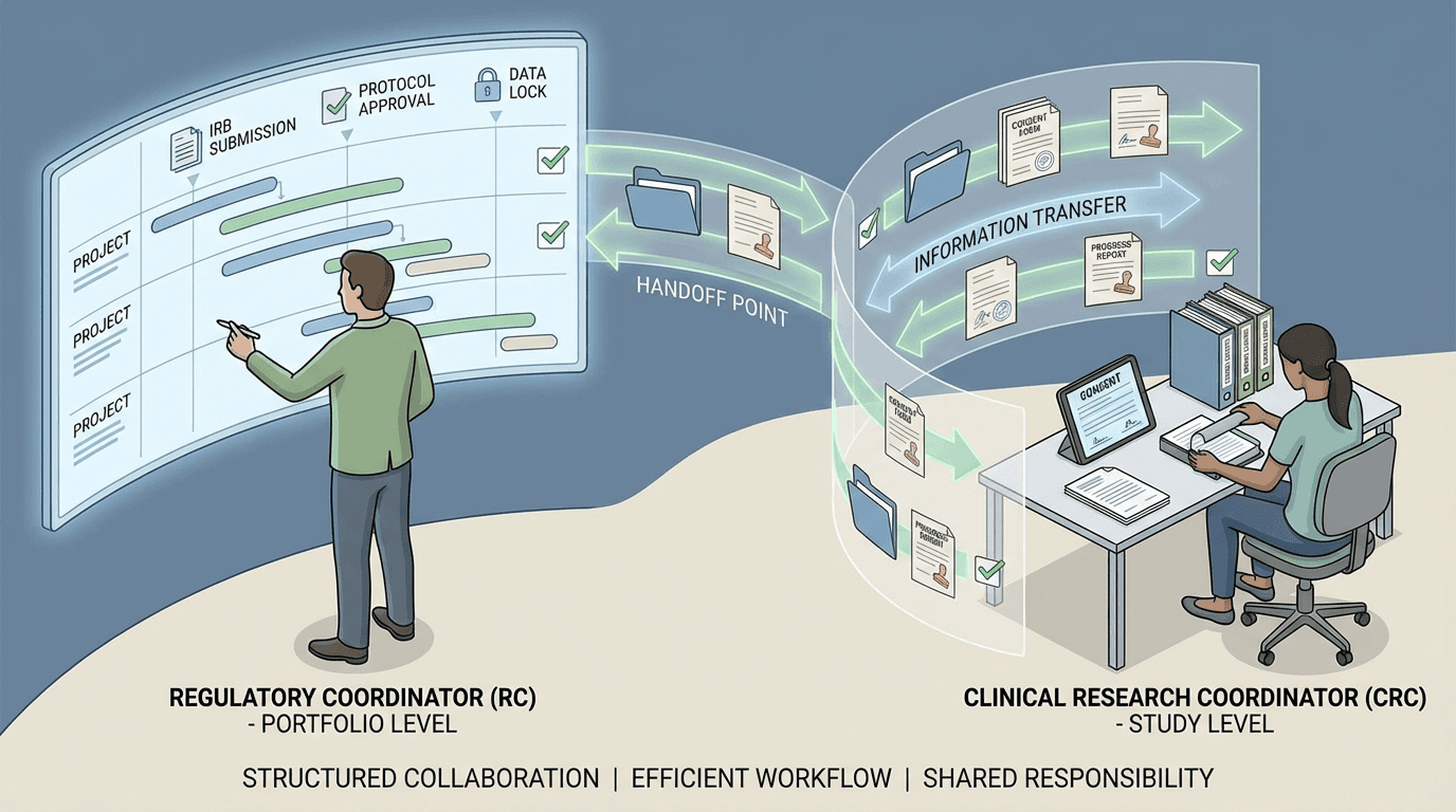 Conceptual illustration showing the RC-CRC delegation boundary with defined handoff points where regulatory tasks and information transfer between roles, conveying structured collaboration at the study and portfolio levels