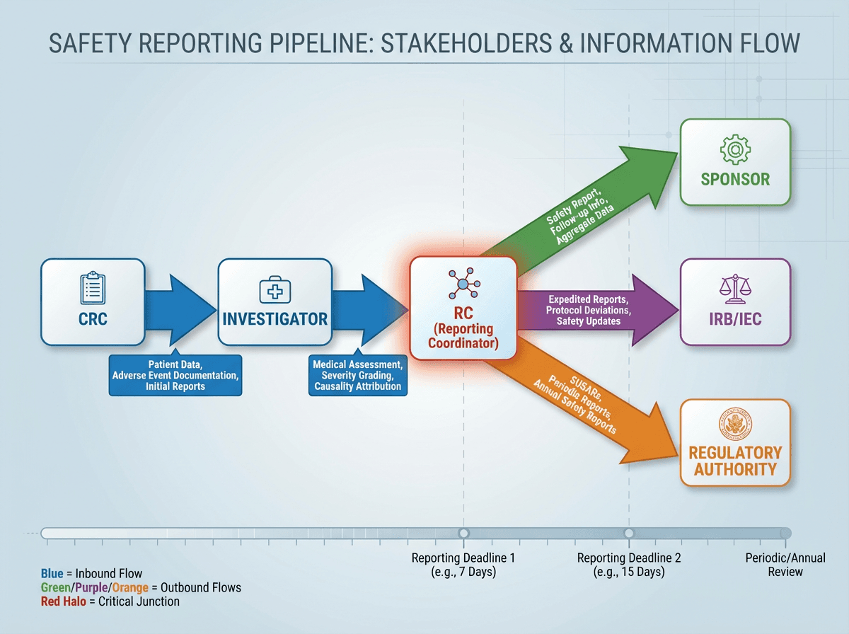Pipeline diagram showing six stakeholders (CRC, Investigator, RC, Sponsor, IRB/IEC, Regulatory Authority) connected by labeled directional arrows indicating specific information types flowing between them, with the RC positioned at the central branching junction